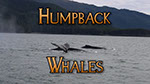 Humpback whales in Alaska